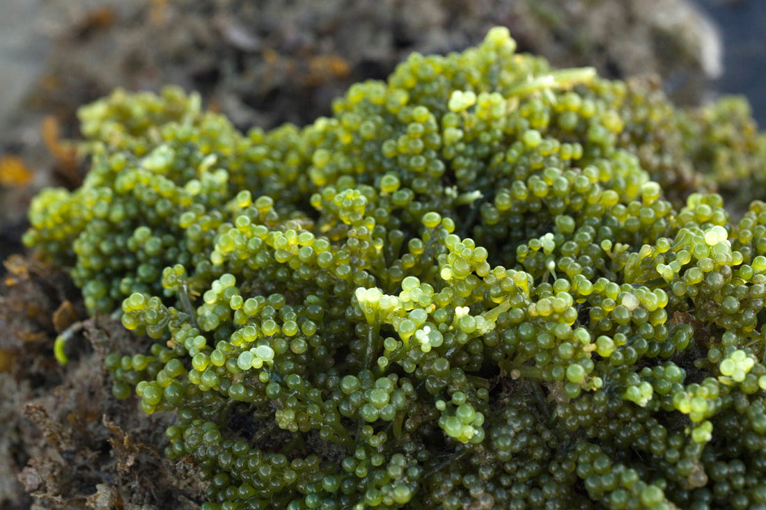 Sea Grapes and the New Language of Hydration
