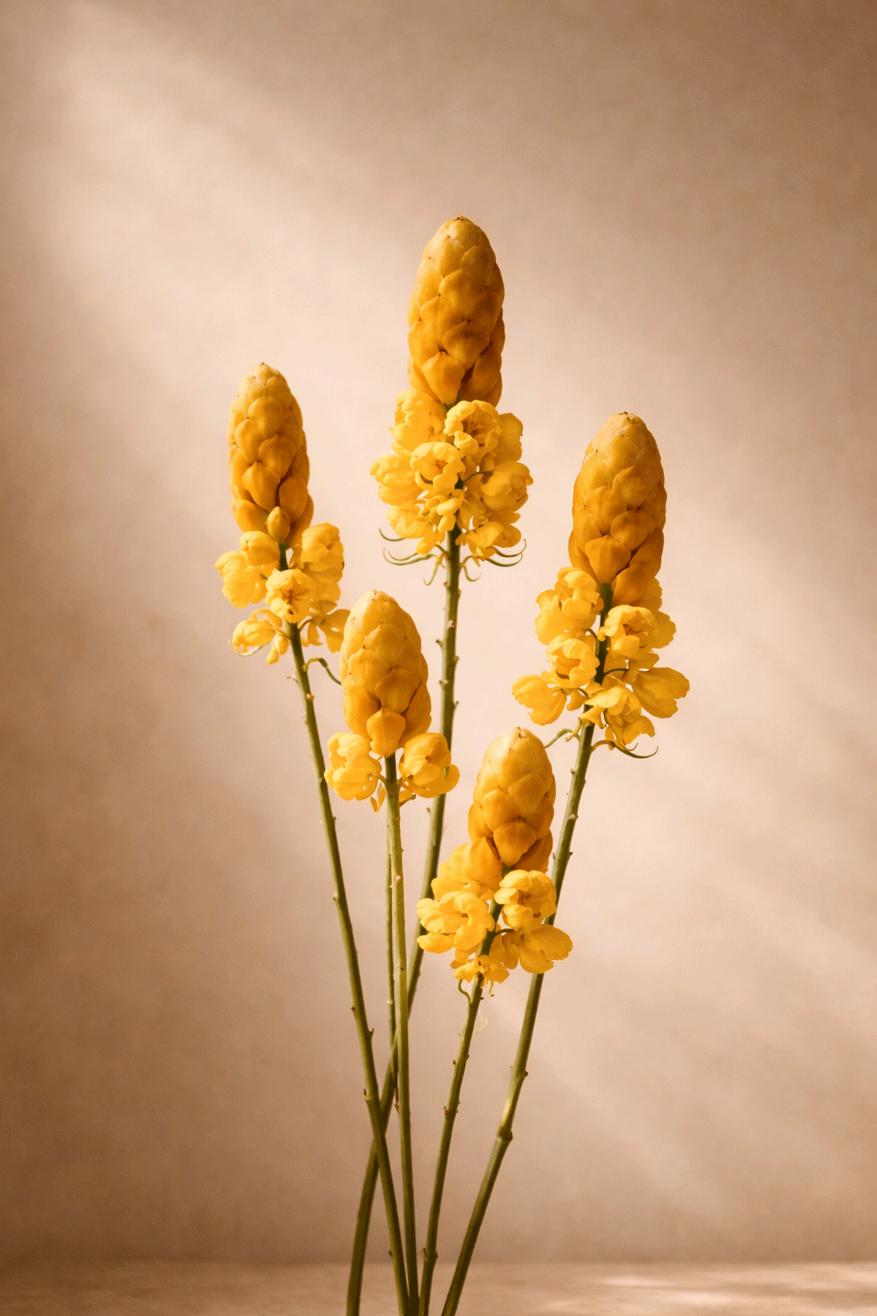 Why Philippine Botanicals Matter in Skincare