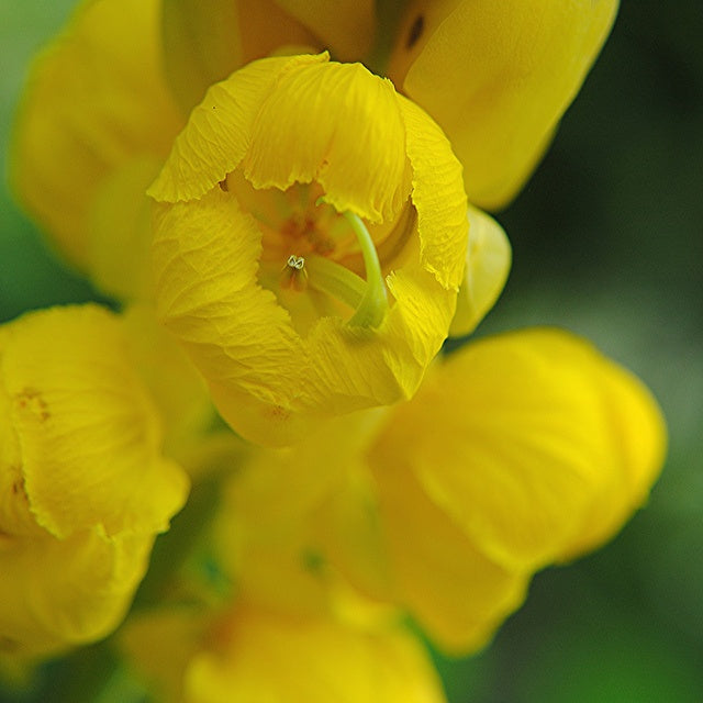 Akapulko: The Leaf That Knows Restraint