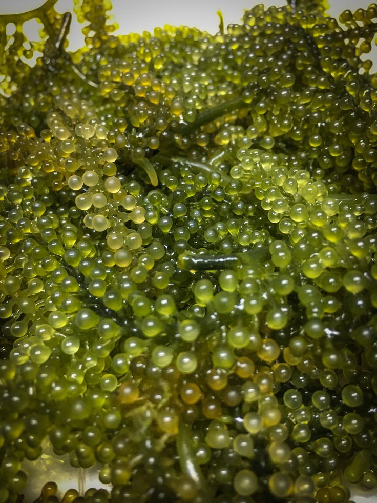 The Ocean’s Moisture Lock