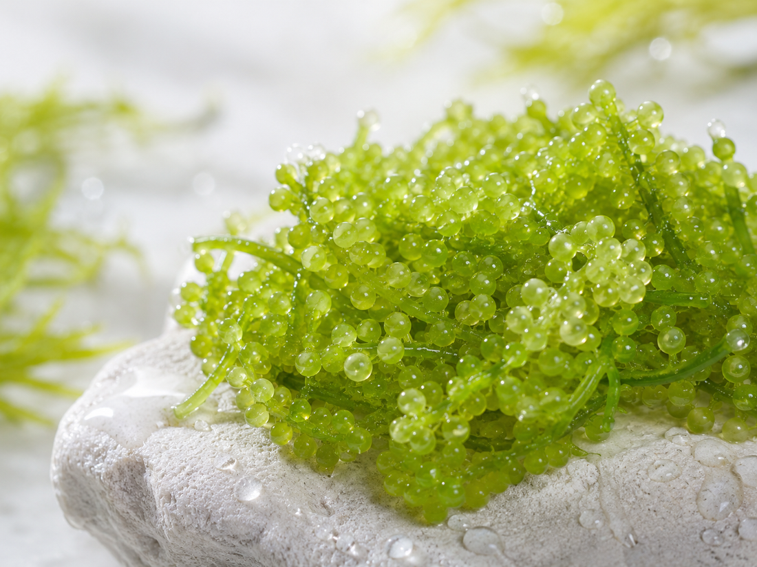 Sea Grapes in Skincare What This Marine Active Brings to Daily Care